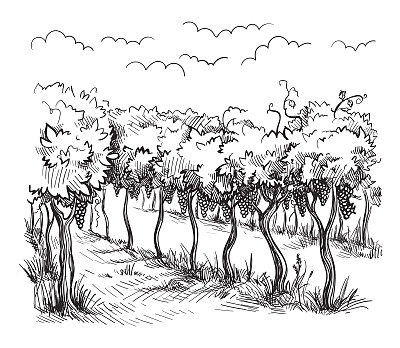 葡萄树和山羊的画图片