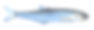 水彩单胡瓜鱼插图。俯视图，蓝色，特写;又小，又细，又长，全身。素材图片