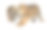 苏门答腊虎幼崽，苏门答腊虎，3周大，在白色背景前行走素材图片