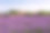 法国普罗旺斯的薰衣草田素材图片