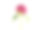 牡丹花蕾孤立在白色背景上素材图片