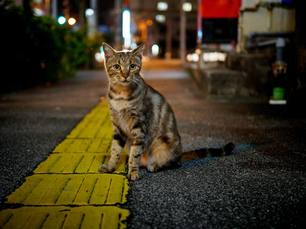 晚上的流浪猫图片下载
