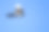 蓝天上的黑嘴喜鹊素材图片
