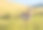 大草原的叉角羚素材图片