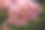 近距离观察粉红色的天竺葵素材图片