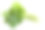 在白色的背景上孤立的亚洲的叶子葛图科拉的特写，一种亚洲的一种叶素材图片