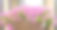粉红天竺葵花素材图片