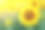 向日葵在阳光下的抽象背景素材图片