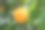 橙树素材图片
