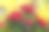 黄色小植物的背景中有一丛红玫瑰素材图片