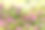 粉蓝色天竺葵花背景，花园背景素材图片