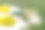 绿色移民叶象鼻虫在白花上素材图片