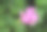 天竺葵或天竺葵的花呈粉红色素材图片