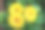 黄色的非洲菊(非洲雏菊)在黑色背景上素材图片