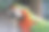 金刚鹦鹉Araras素材图片