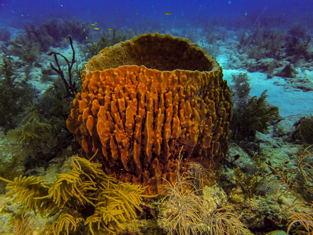 加勒比巨型桶状海绵图片