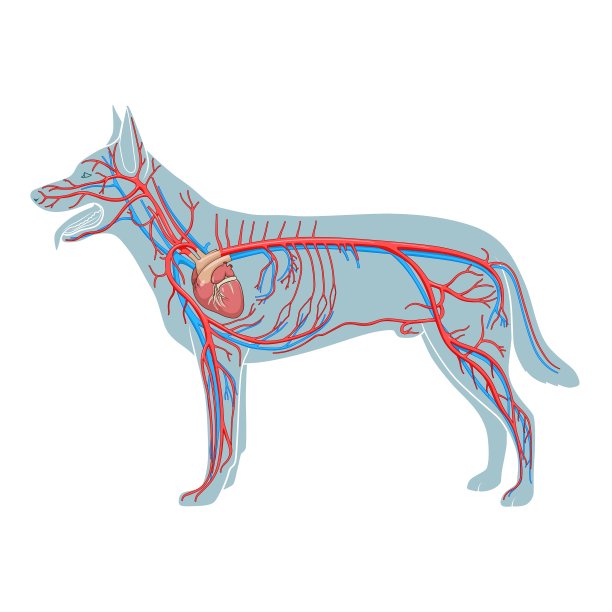 狗的静脉血管位置图片图片