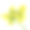 数字植物插图的一个美丽的黄色鹦鹉郁金香花孤立在白色的背景。热带花卉剪辑艺术，详细的开花宏素材图片