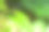 insects on the leaves with green blur background and sunset light. HD Image and Large Resolution. can be used as background and wallpaper. web banners consepts.素材图片