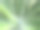 天然状态下芦荟仙人掌绿叶新芽的详细资料。药用芦荟植物背景。纯芦荟花纹和质地。素材图片