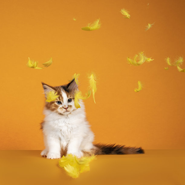 缅因猫的小猫在橙色的背景图片下载