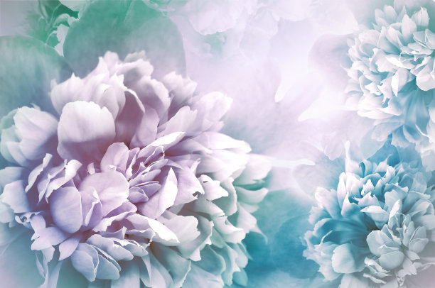 白玫瑰紫色图片 白玫瑰紫色图片下载 正版高清图片库 Veer图库