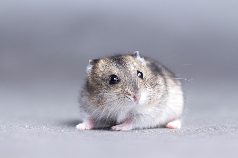 灰色背景上的一只小仓鼠的肖像图片素材